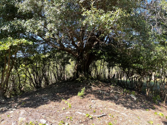 木に囲まれた広場