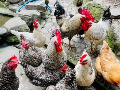 たくさんのニワトリ