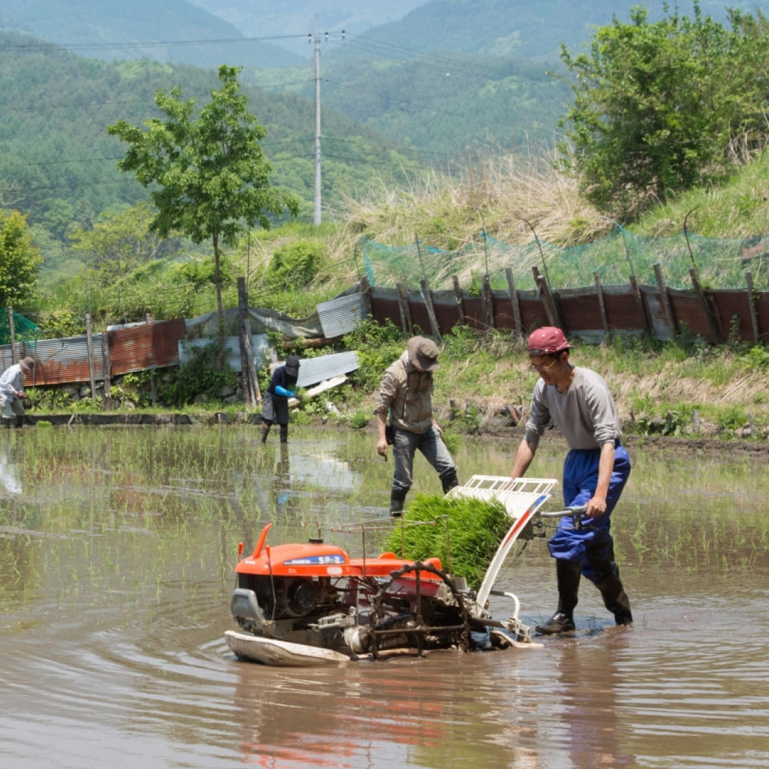 機械で田植えをしている人と手植えをしている人